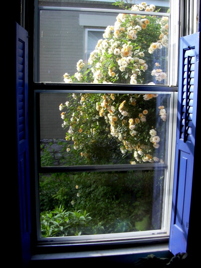 ghislaine de feligonde out dining rm window