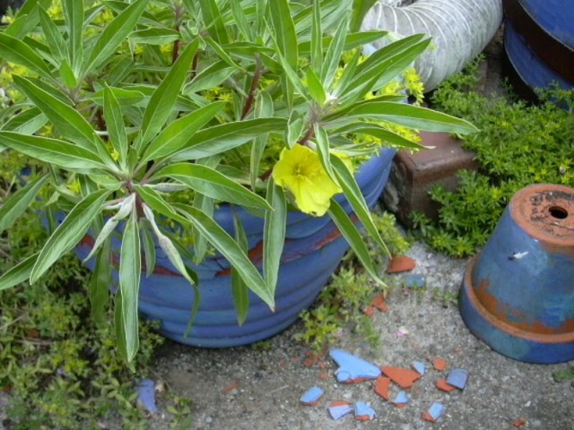 evening primrose 2008