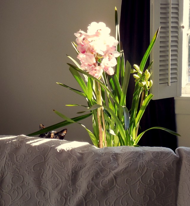 Suddenly our living room is The Jungle.  