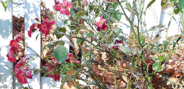 frozen red rose nov 2016.JPG