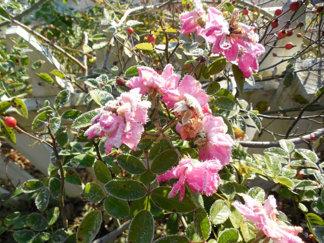 frozen square nov 16.JPG